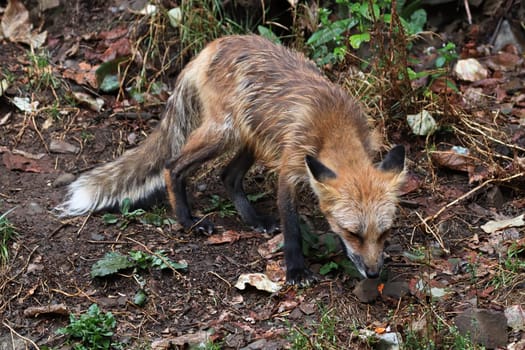 A very wet sad fox looking at the ground.