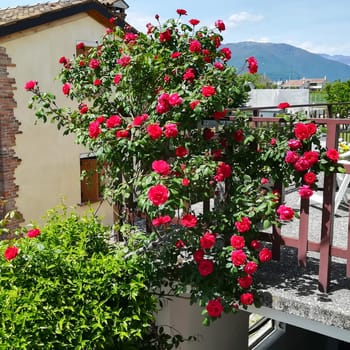 Blooming rose bush. Red rose garden. Detail nature in bloom.