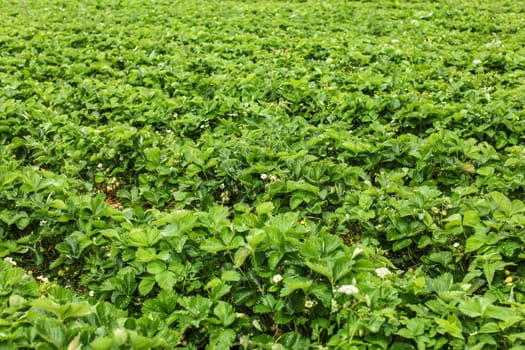 Shallow depth of field photo - strawaberry fields, with unripe fruits and flowers