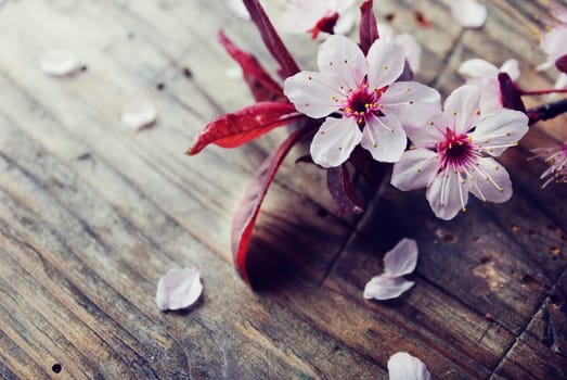 Spring blossom on rustic wooden plank