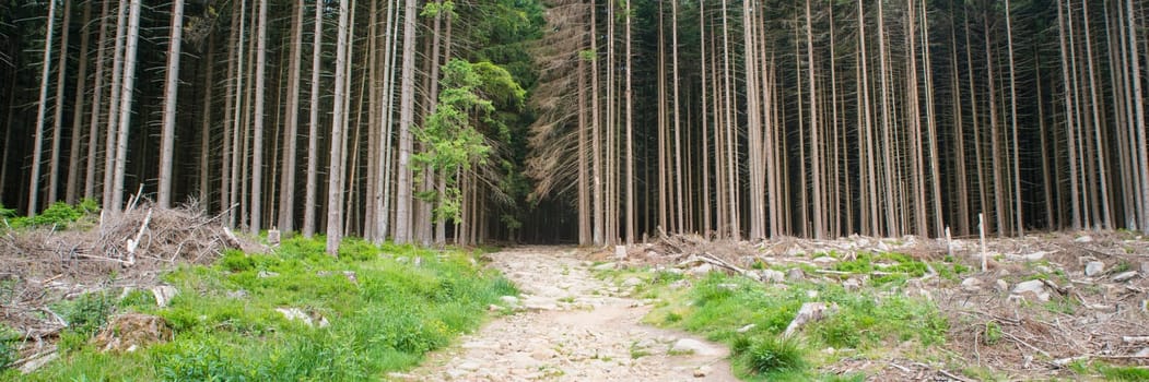 Forest in the Harz in Germany, bork beetle has damaged the trees, environmental issues, climate change, panorama