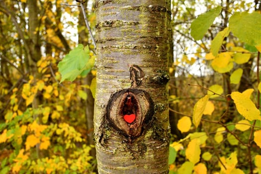 Heart in a knothole of a tree with autumnal colored leaves