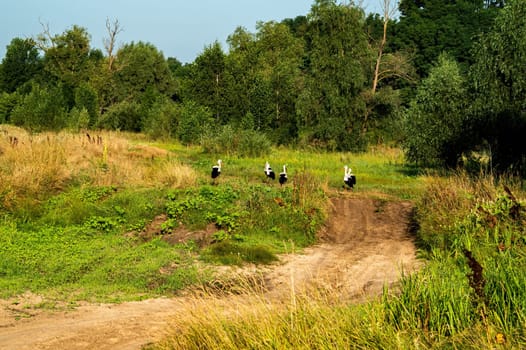 A flock of migratory birds storks standing on a dirt road. Bird stork. Migrant. Animals in the wild. Bird migration. Dirt road. Green meadow. Leaves of trees. Blue sky. Natural landscape.