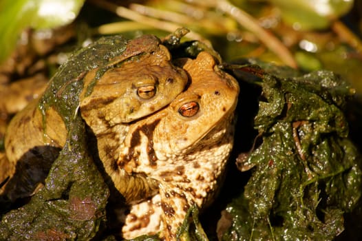 The close-up of two earth toads,a male and a female,during mating.