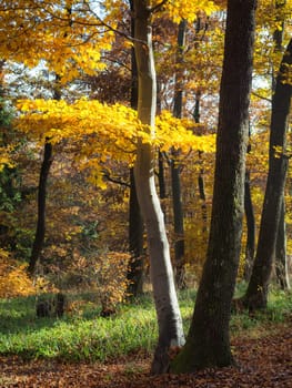 Golden Autumn forest landscape with big vibrant trees