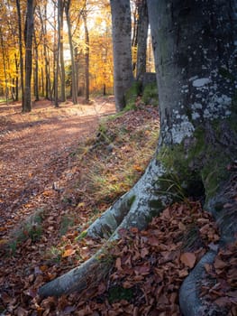 Autumn colored leaves glowing in sunlight in avenue of beech trees