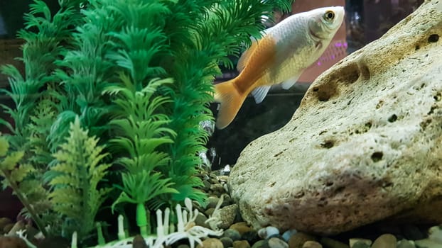 Goldfish in freshwater aquarium with green beautiful planted tropical