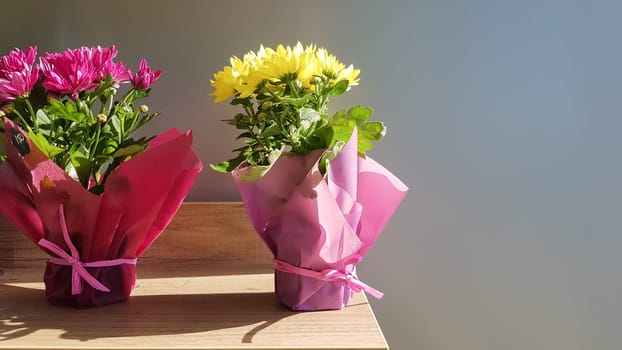 On a wooden shelf in a pot, two living plants in a flower shop window.