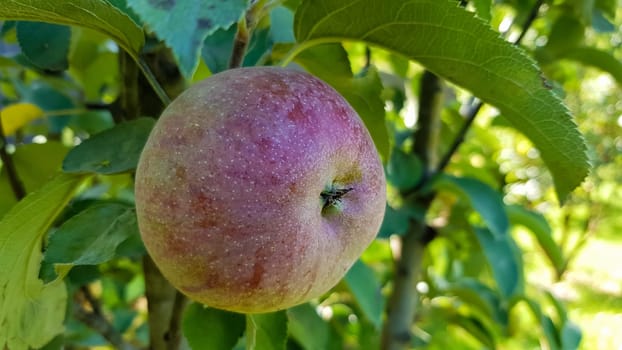 One whole red apple with green leaves hanging on a tree branch in the garden on a sunny spring day. Harvesting a ripe fruit seasonal harvest