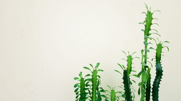 Big cactus in a pot. Prickly plant in the sunlight near the wall