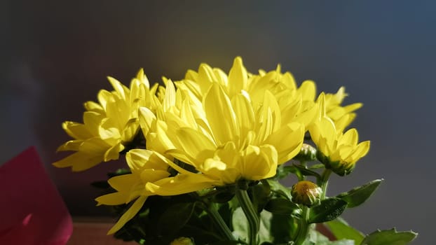 Potting colorful flowers outdoors during spring. yellow buttercup flowers, in a garden pot, in the garden on a sunny spring day, beautiful outdoor floral background, photographed with soft focus.