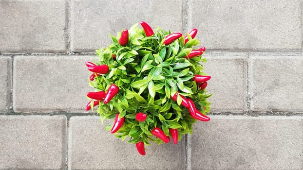 Decorative red chili peppers growing in a pot