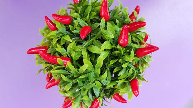 Decorative red chili peppers growing in a pot