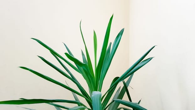 A large green plant in a pot in the sun near a beige wall