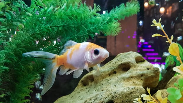Goldfish in freshwater aquarium with green beautiful planted tropical