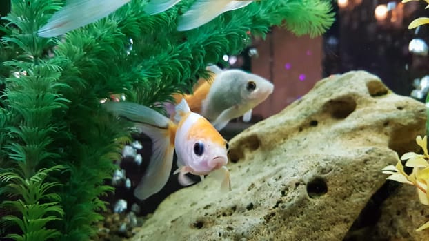 Goldfish in freshwater aquarium with green beautiful planted tropical