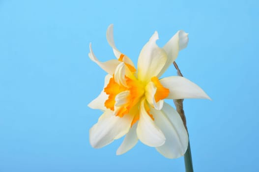 Yellow and white daffodils on blue background