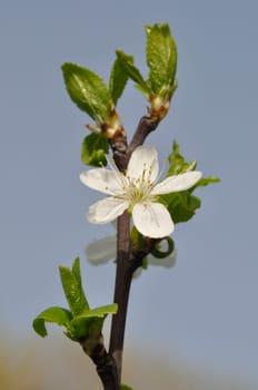 Cherry blossoms in a garden