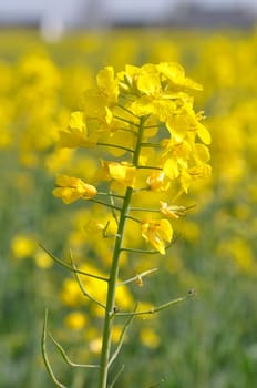 A rape field in Brittany