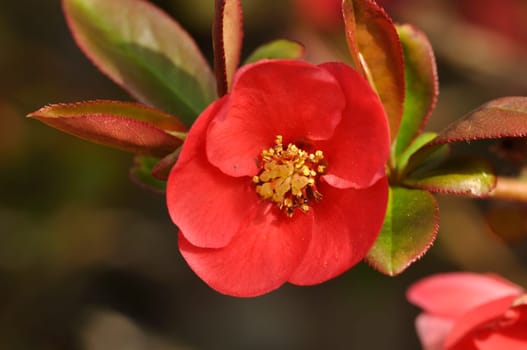 Japanese quince in bloom in a garden