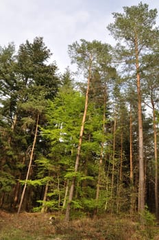 Communal forest of Saint-Pierre-Lès-Elbeuf