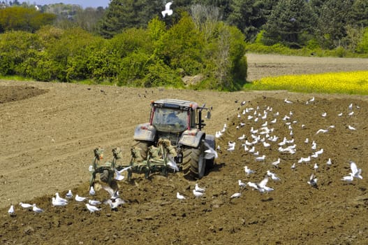 Plow tractor surrounded by seagulls
