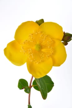 Ornamental St. John's Wort on a white background