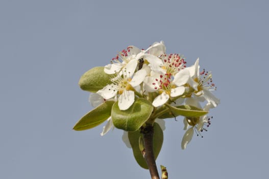pear blossoms in an orchard