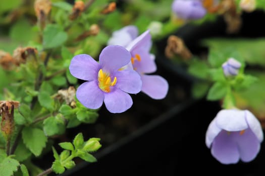 Purple and yellow delicated flowers on a Water Hyssop.