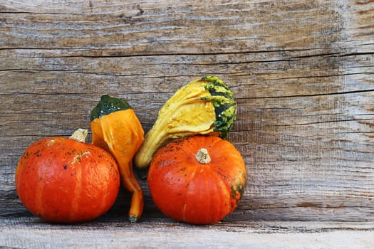 Four pumpkins on a weathered wooden background