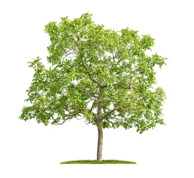 Isolated chestnut tree on a white background