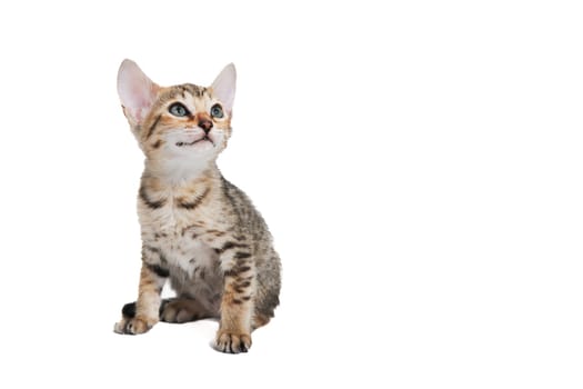 Tabby purebred kitten sits on a white isolated background. High quality photo