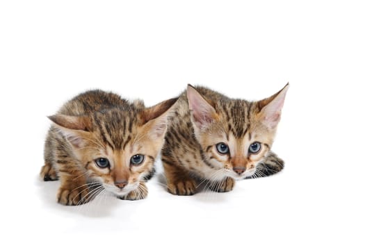 two striped kittens are lying on a white isolated background. High quality photo