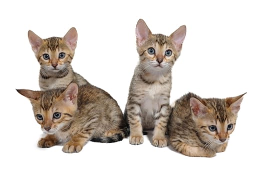 four purebred kittens sit on a white isolated background. High quality photo