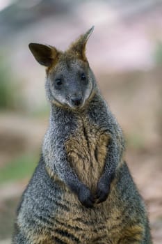 Swamp Wallaby, Wallabia bicolor. Known as the black wallaby