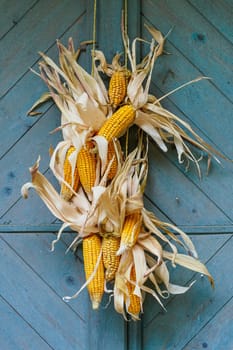 Ripe dried corn cobs hanging on wood background