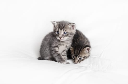 Two cute small kittens on white towel background.