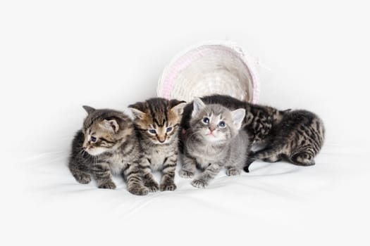 Group of cute tabby kittens on white cloth background.
