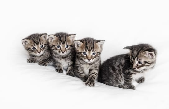 Four cute tabby kittens on white cloth background.