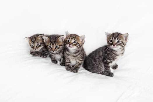 Four little tabby kittens on white cloth background.