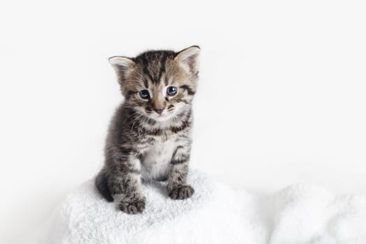 Small tabby kitten on white towel background.