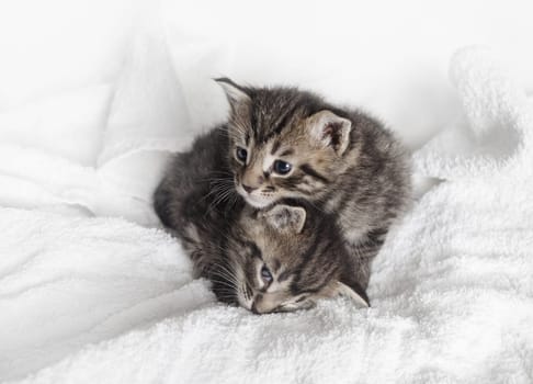 Two little tabby kittens are resting on white towel background.