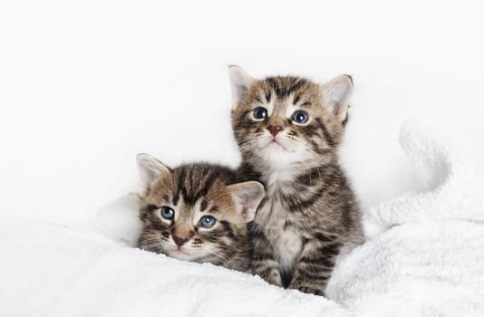 Two cute tabby kittens on white towel background.