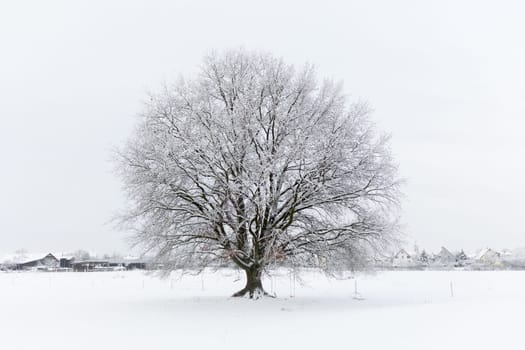 oak in winter