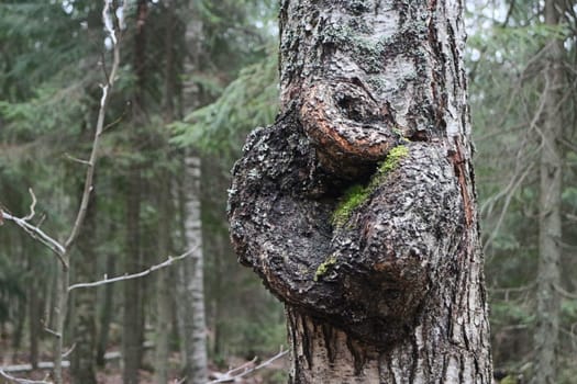 suvel, a large growth on a tree trunk close-up