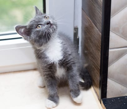 scottish bicolor grey kitten by the window, kitten in the kitchen, pet kitten, theme pet cats and kittens