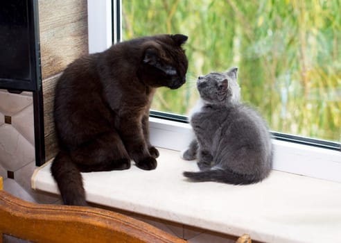 Scottish cat with a kitten on the windowsill, a kitten in the kitchen, a pet kitten, a theme of domestic cats and kittens