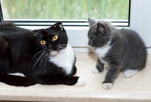 Scottish bicolor cat with a kitten lies by the window, a kitten in the kitchen, a domestic kitten, a theme of domestic cats and kittens