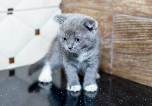 scottish kitten on the countertop theme domestic cats and kittens