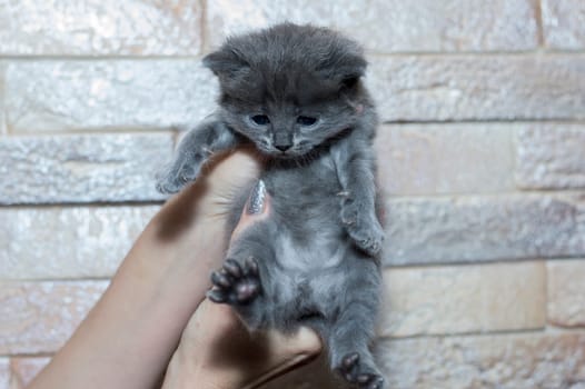 blue kitten on the background of a brick wall, the theme of domestic cats and kittens